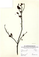 藏品(山胡椒)的圖片
